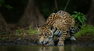 pantanal-ecoturismo-brasil